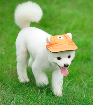 Gorra para mascotas